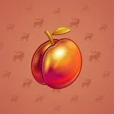 Precious Peach #1244 Precious Peach #1244